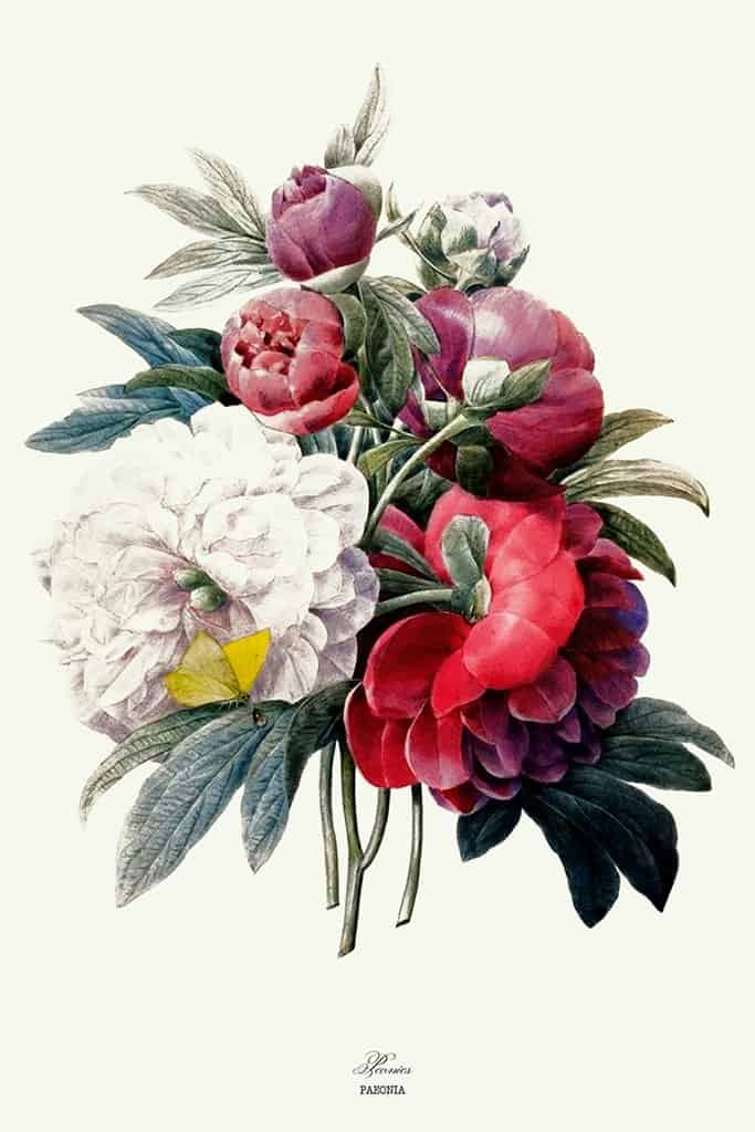 Pioenen