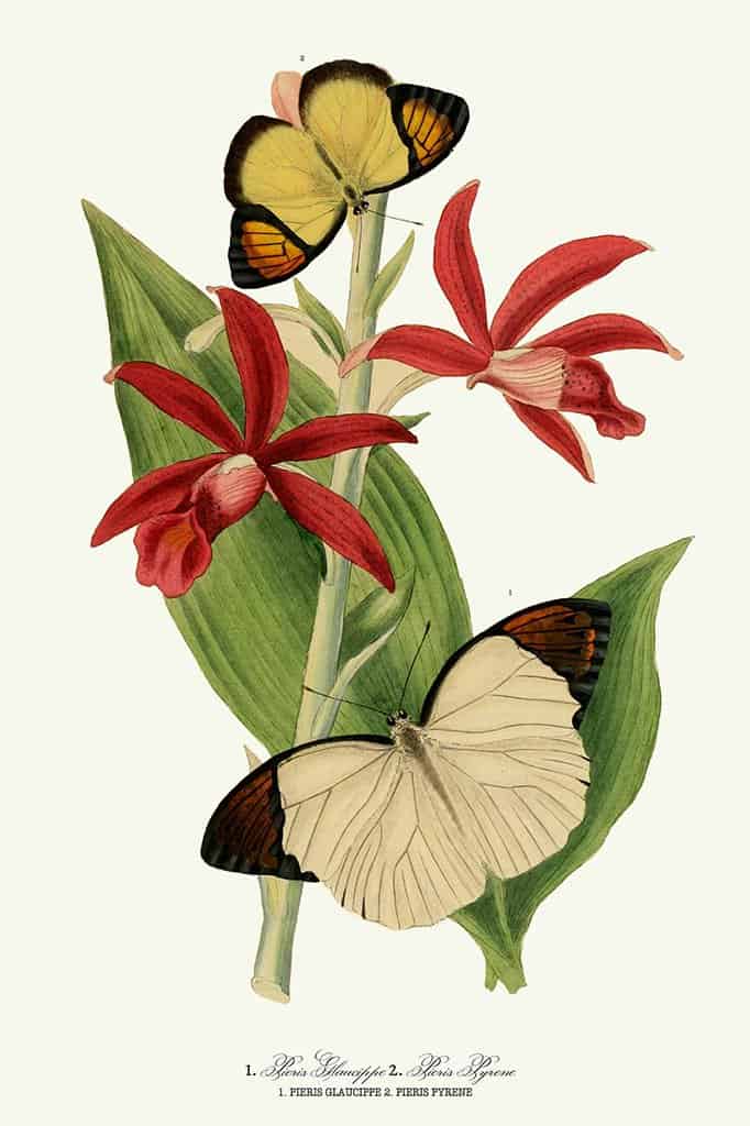 Pieris Glaucippe en Pieris Pyrene