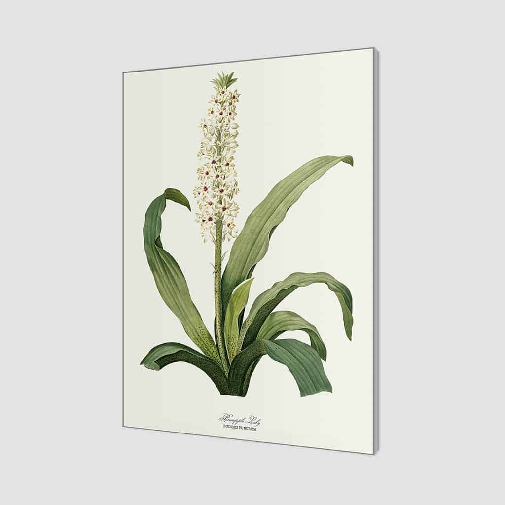 Ananas Lelie