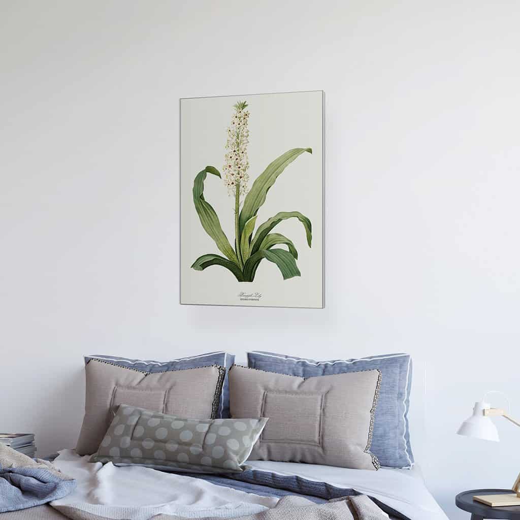Ananas Lelie