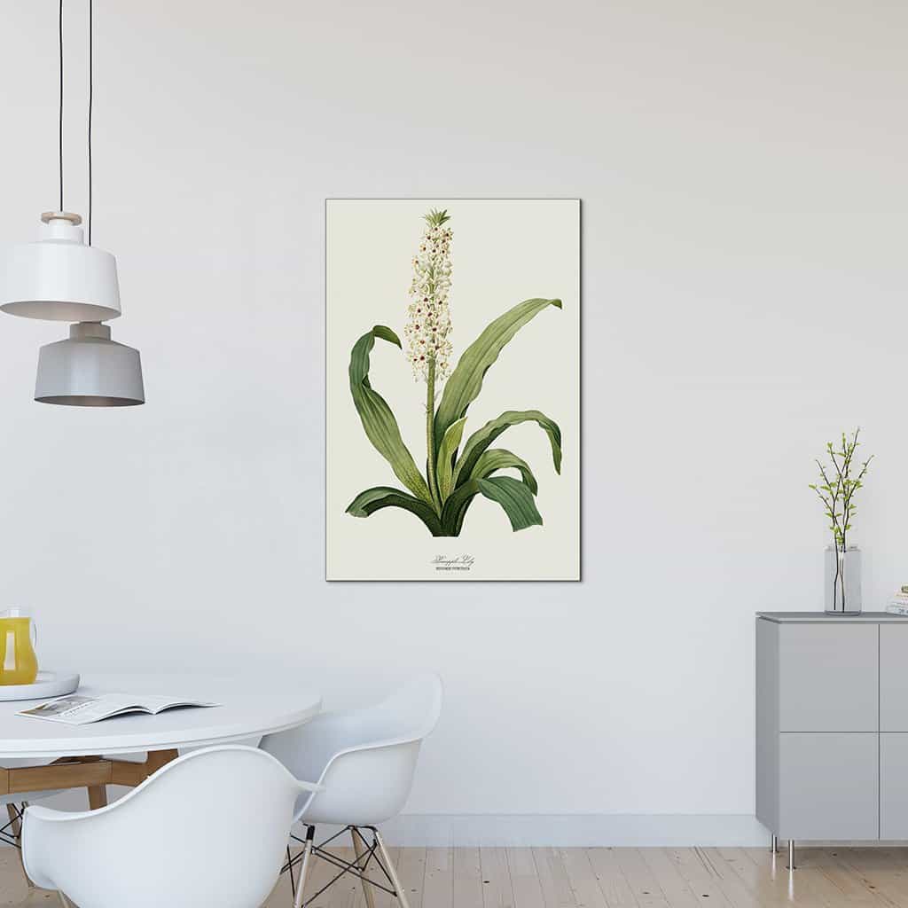 Ananas Lelie