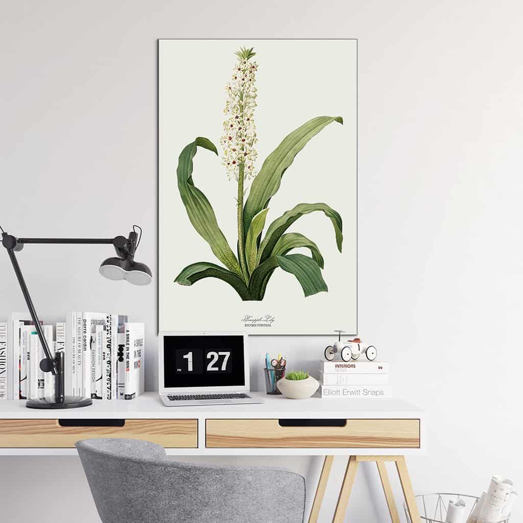 Ananas Lelie