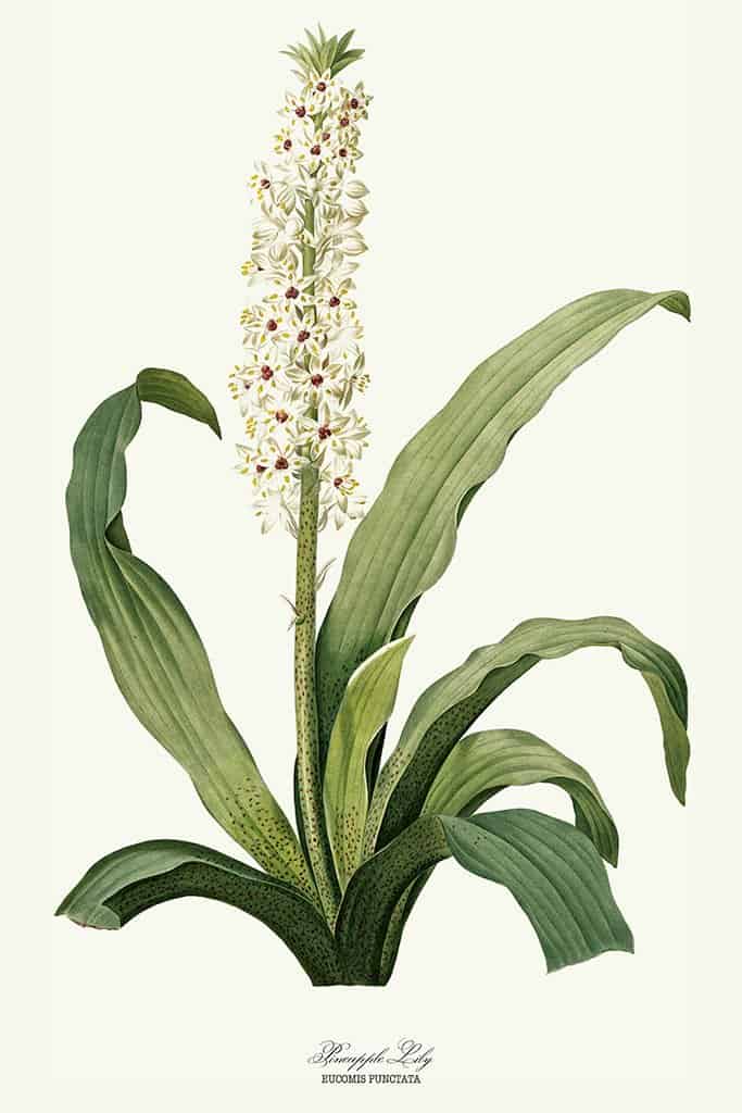 Ananas Lelie