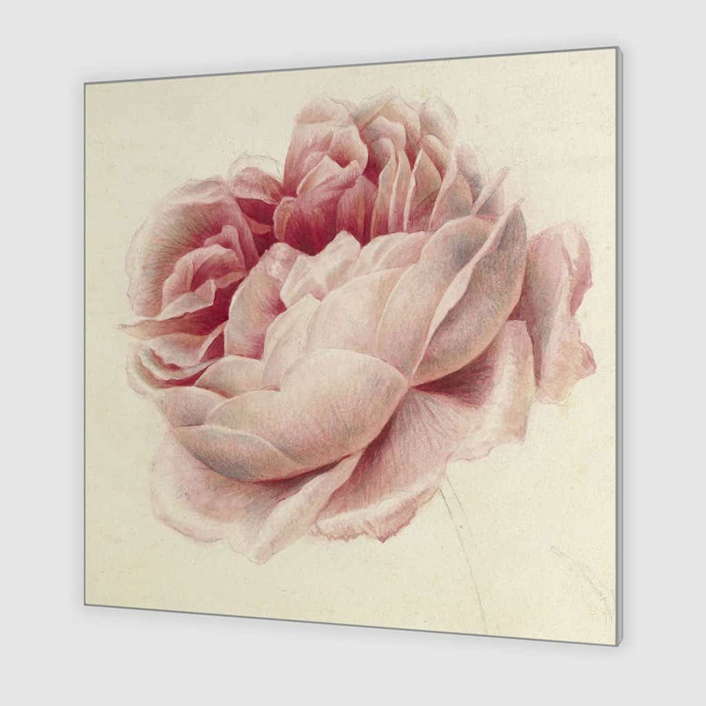 Roze roos (Georgius Jacobus Johannes van Os)