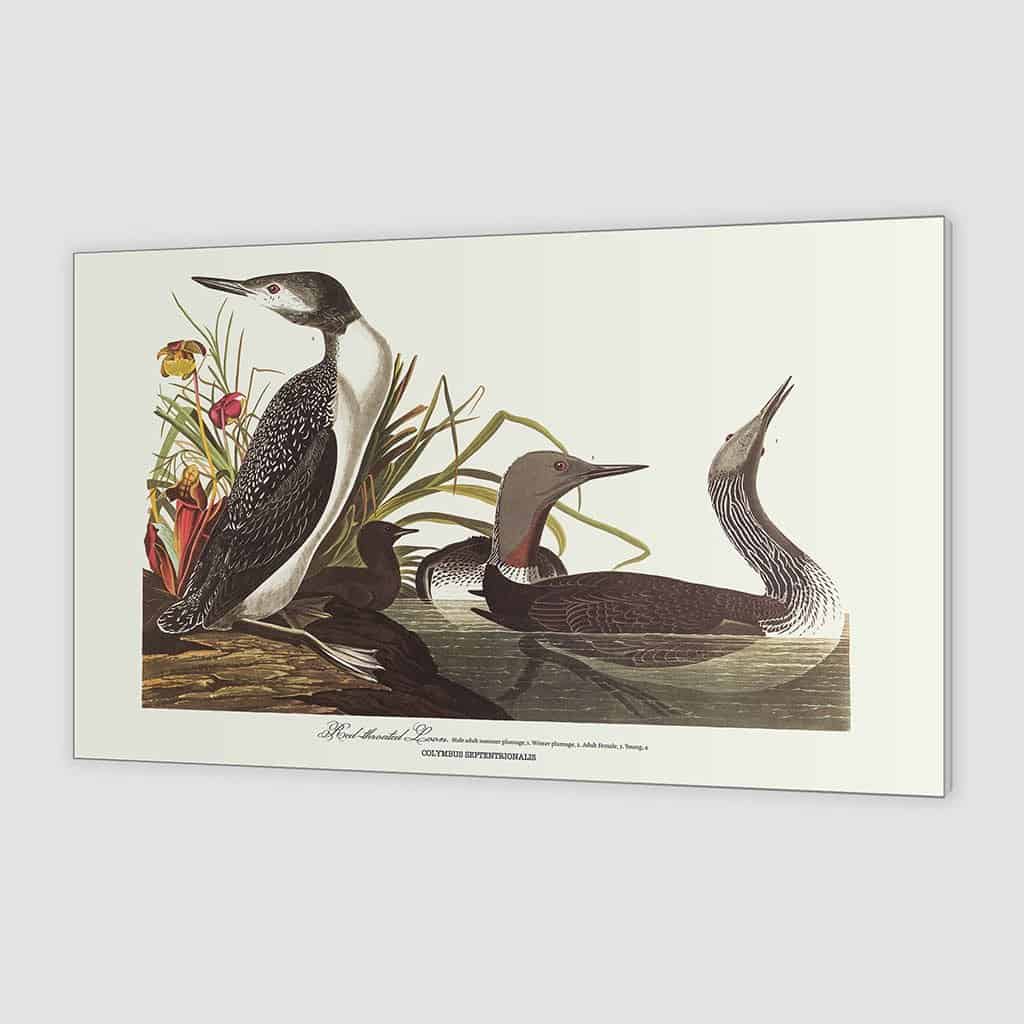Roodkorrelig Loon
