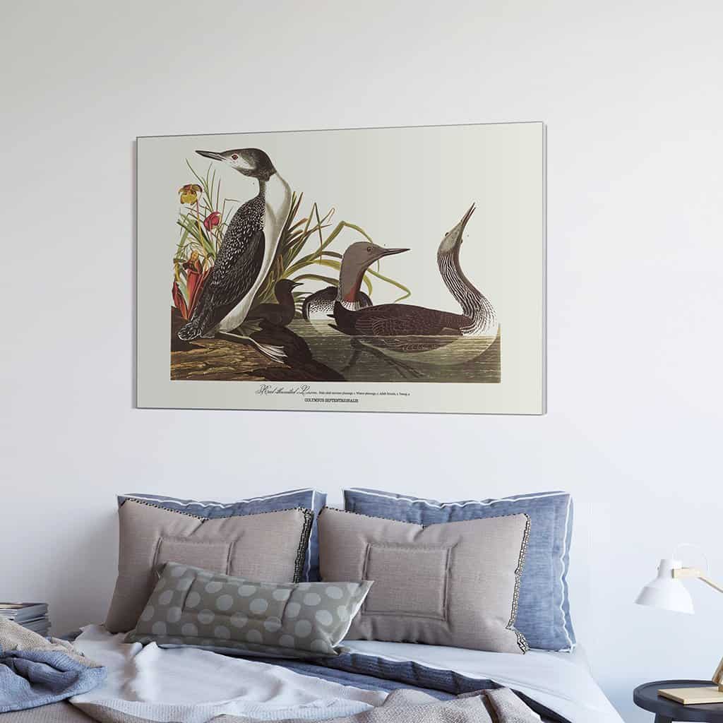 Roodkorrelig Loon