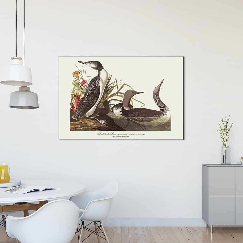 Roodkorrelig Loon