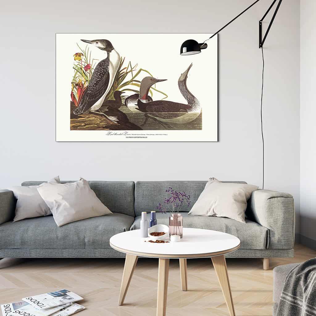 Roodkorrelig Loon