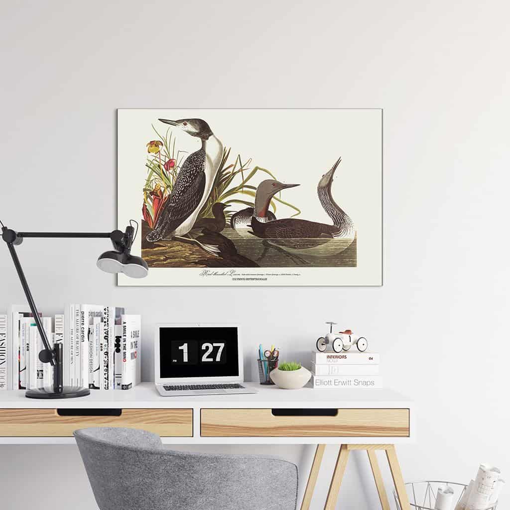 Roodkorrelig Loon
