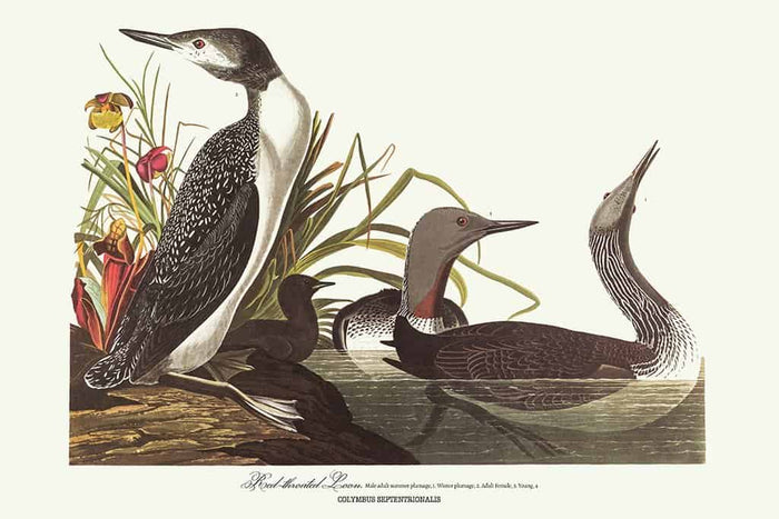 Roodkorrelig Loon