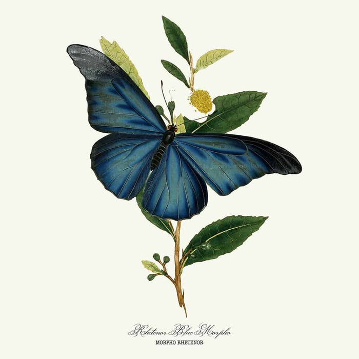 Rhetenor Blue Morpho
