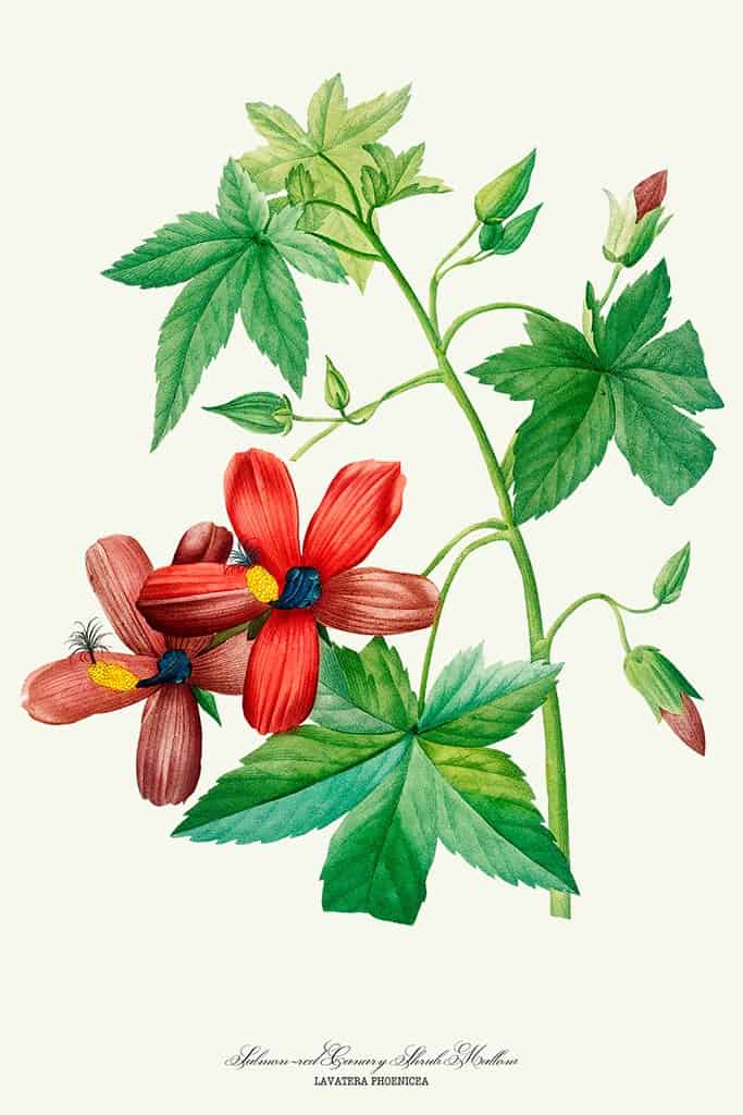 Zalmrode Canarische struik Mallow