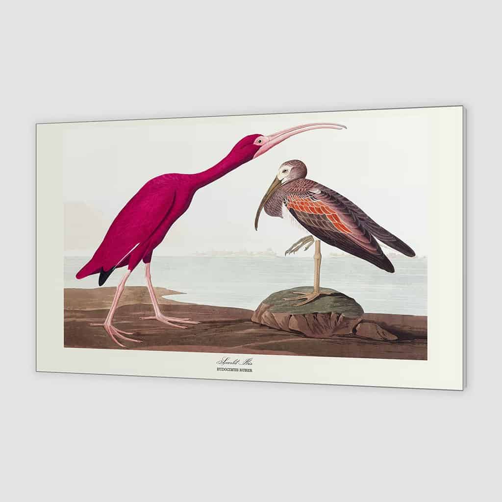 Scharlaken Ibis