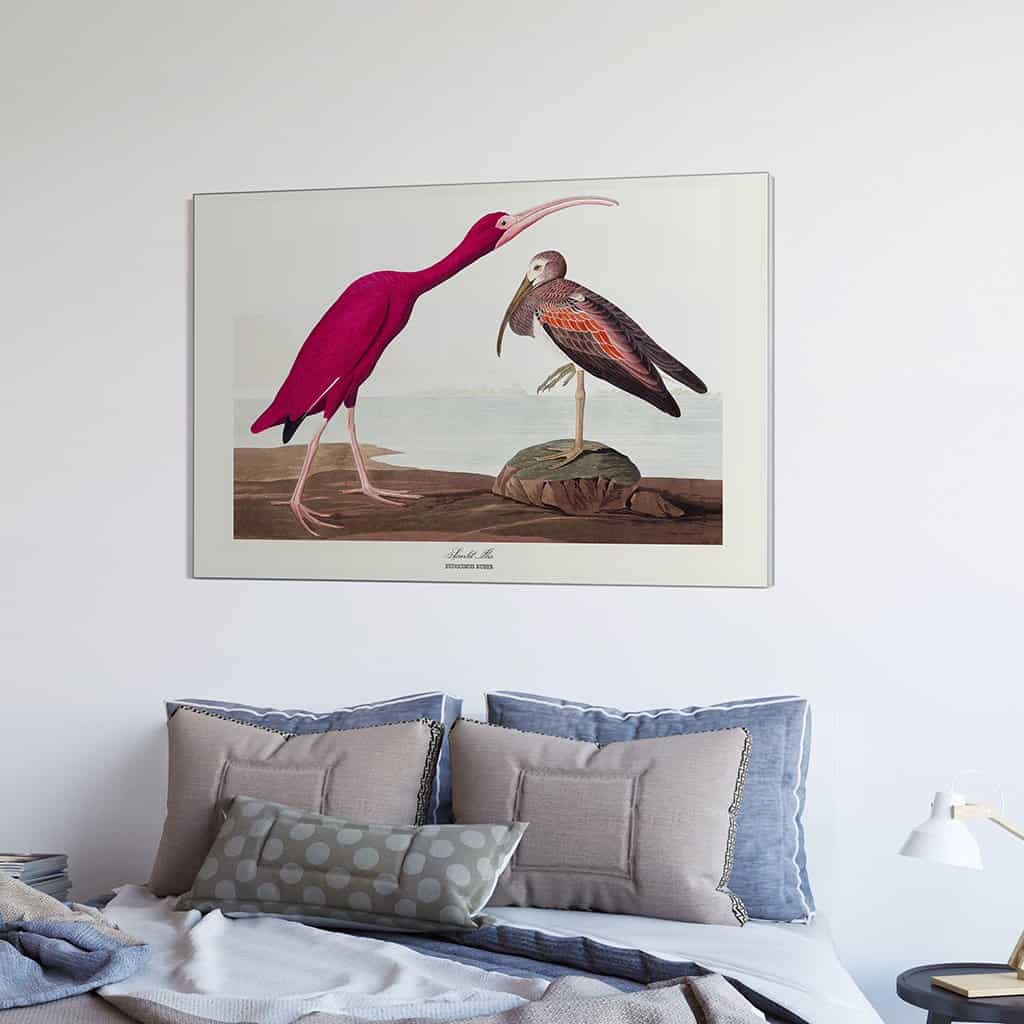 Scharlaken Ibis