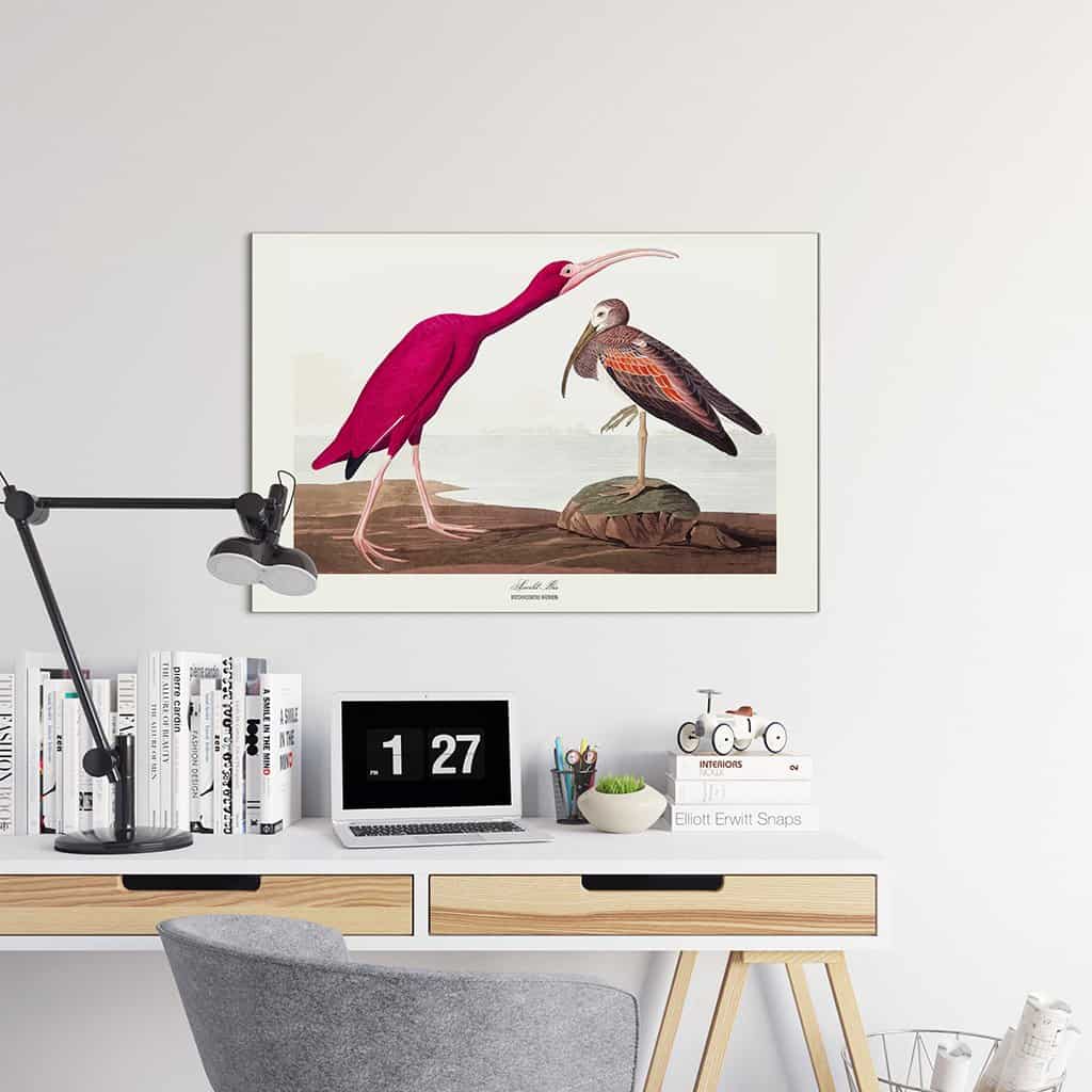 Scharlaken Ibis