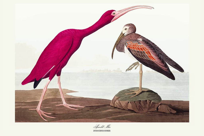 Scharlaken Ibis