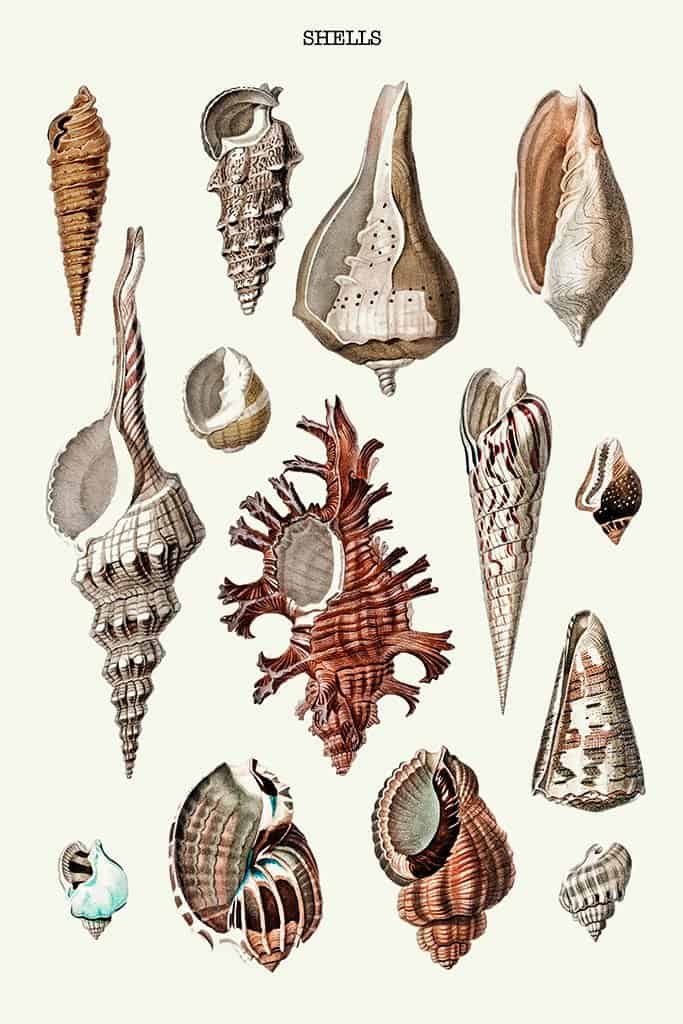 Schelptypen