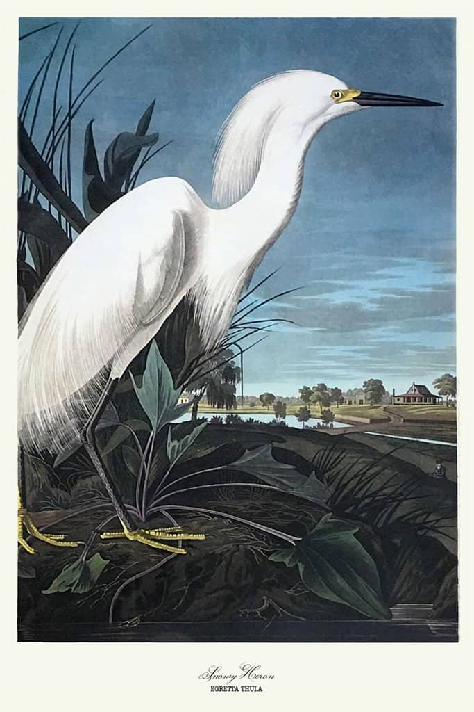 Besneeuwde reiger