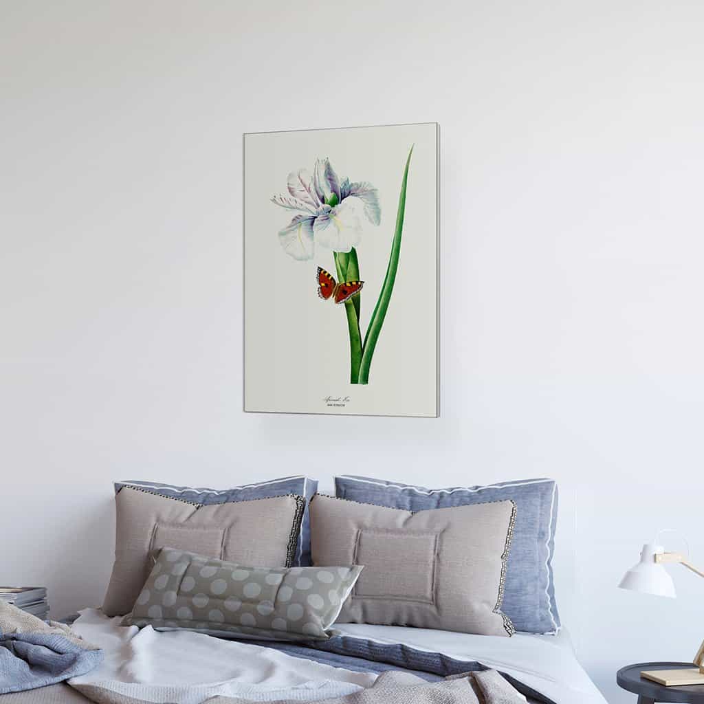 Spaanse Iris