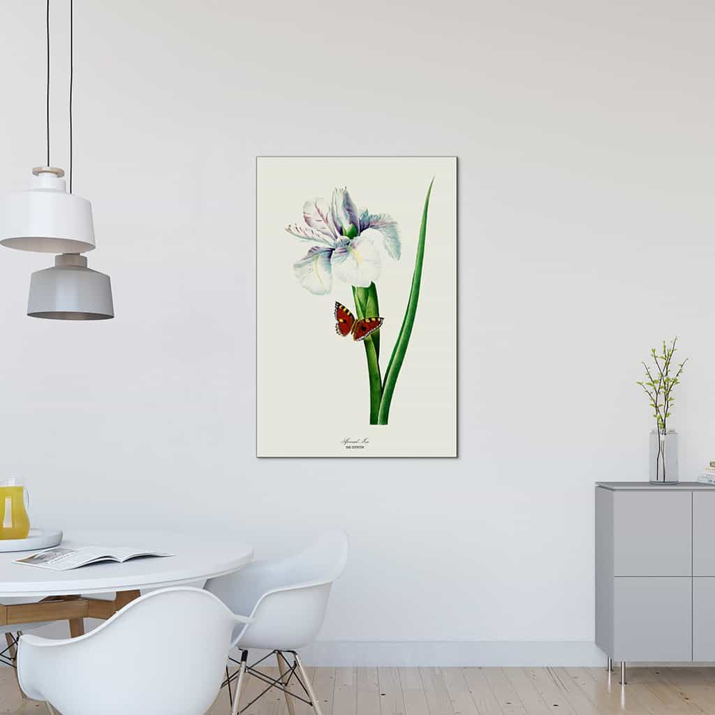 Spaanse Iris