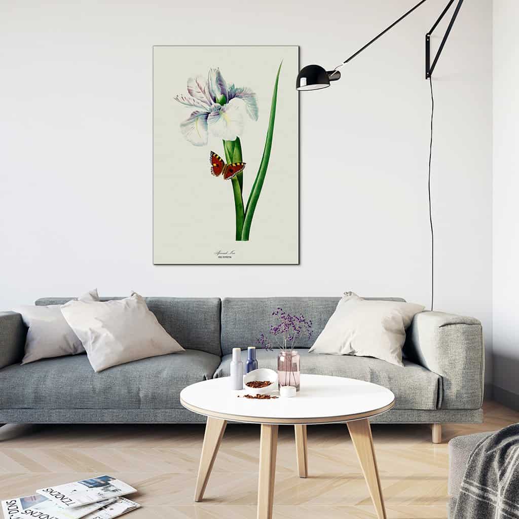 Spaanse Iris