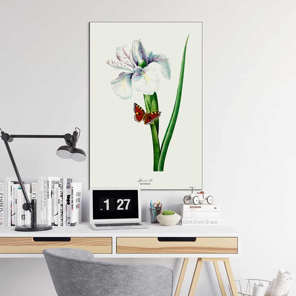 Spaanse Iris