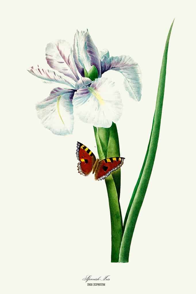 Spaanse Iris