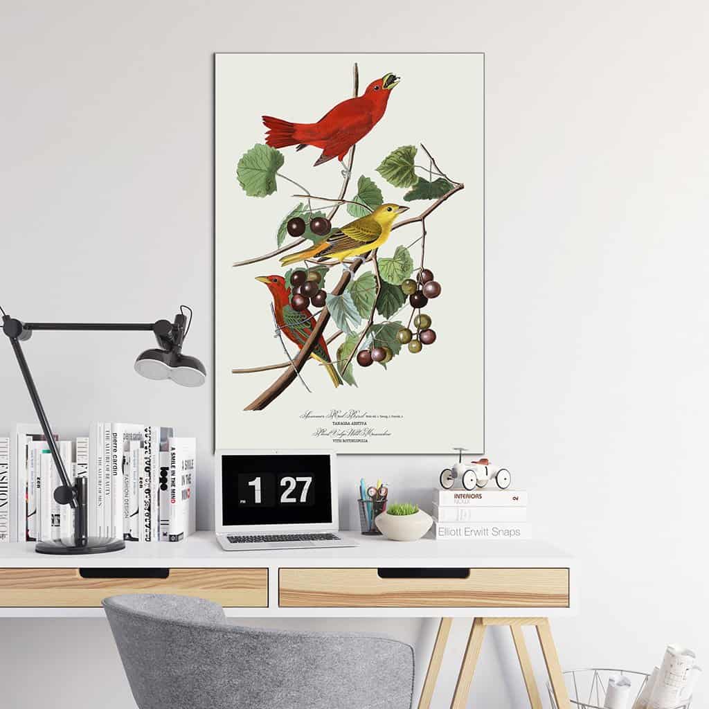 Zomer rode vogel