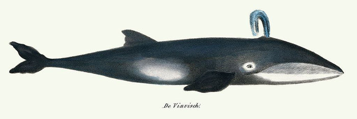 De walvis