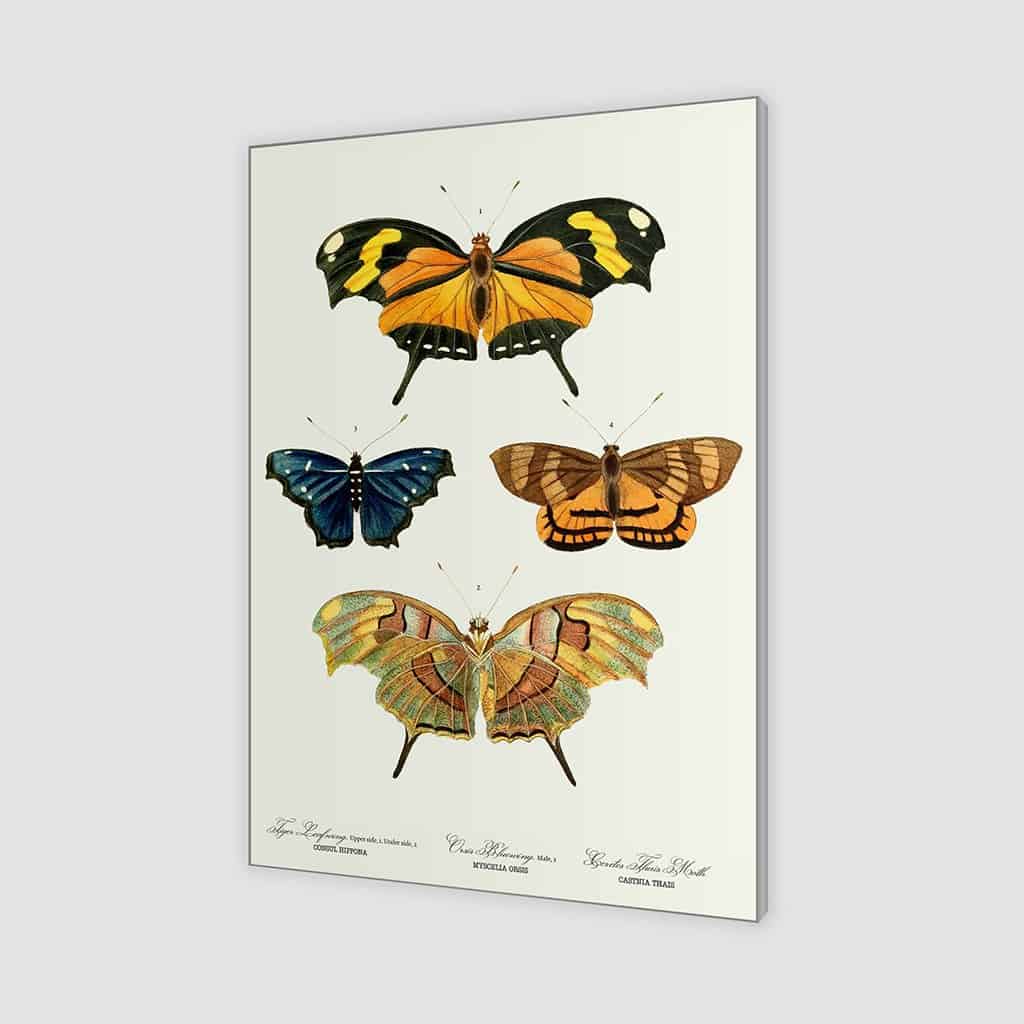 Yellow butterflies
