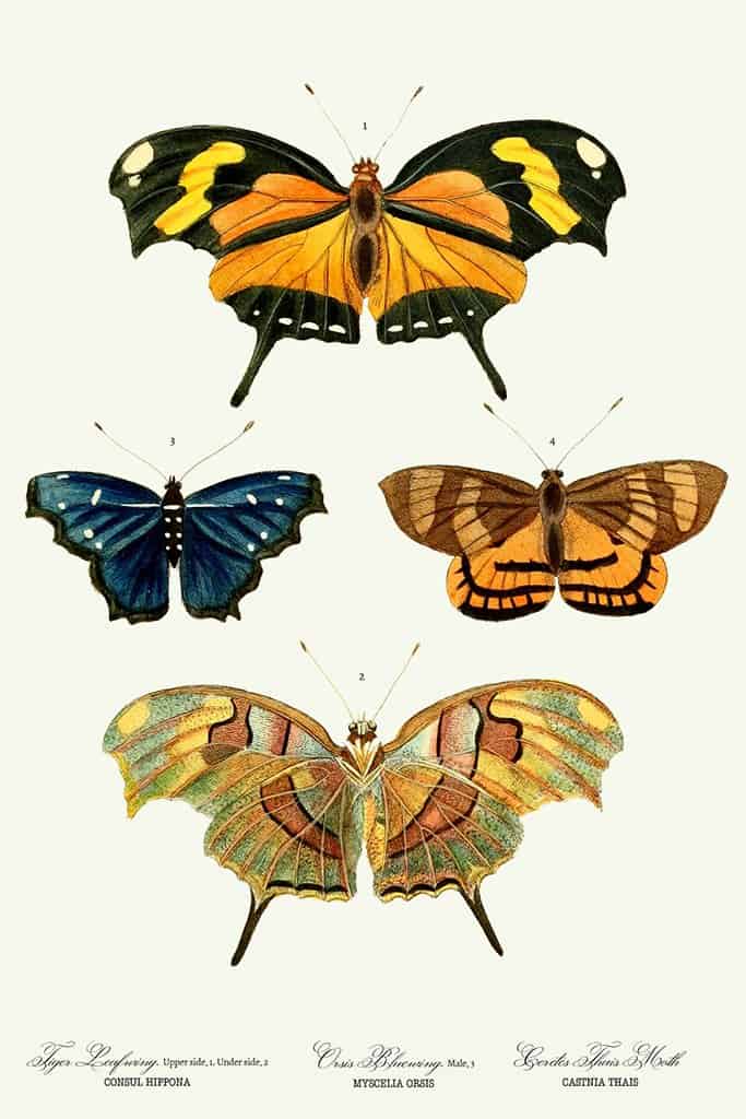 Yellow butterflies