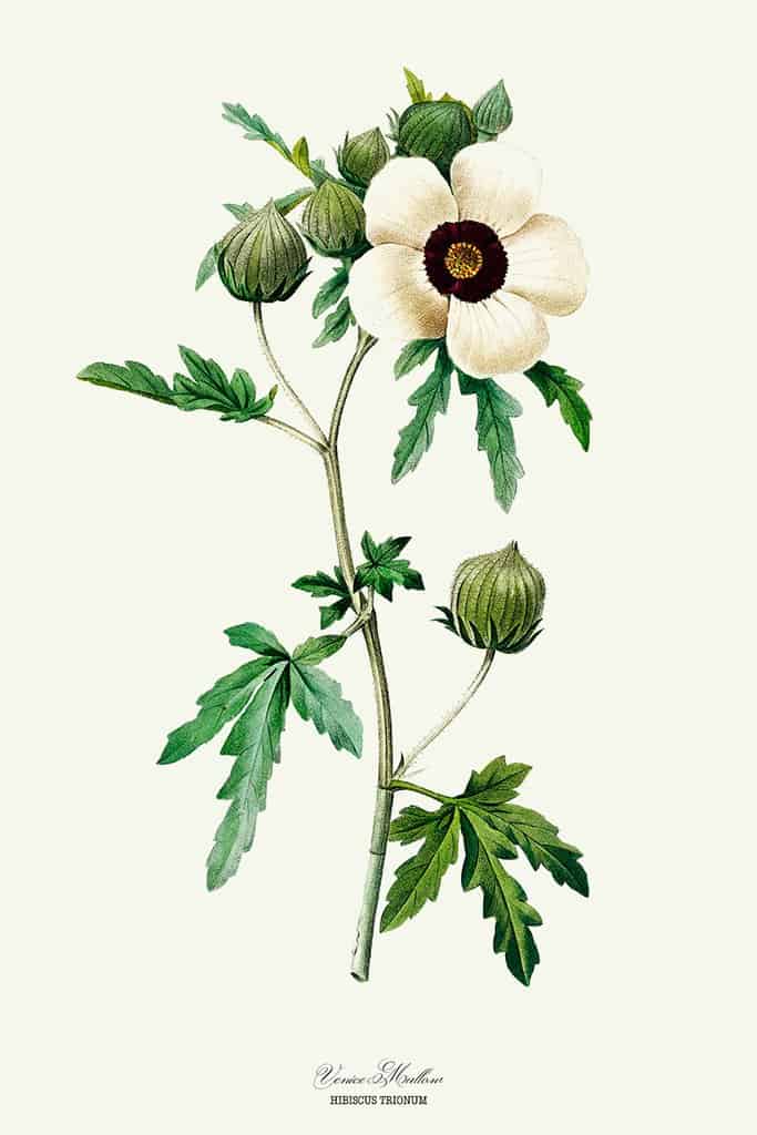 Drie-urenbloem