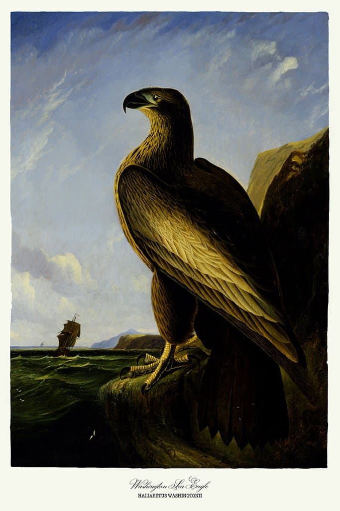 Washington Zee Adelaar