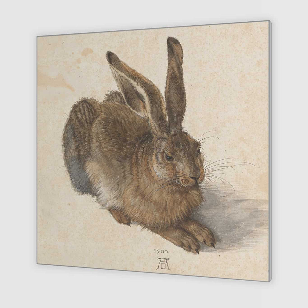 Jonge Haas (Albrecht Dürer)