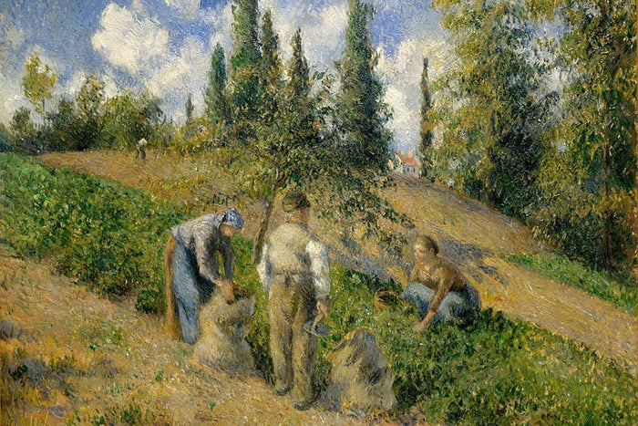 De oogst Pontoise La Recolte Pontoise - Camille Pissarro