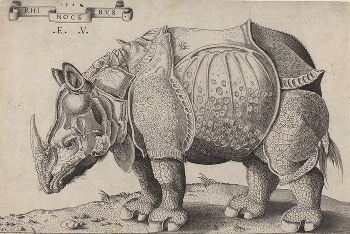 Enea Vico after Albrecht Dürer - Rhinoceros