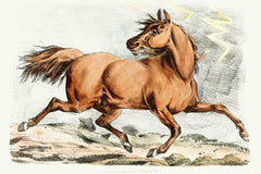 Bruin Paard lopen