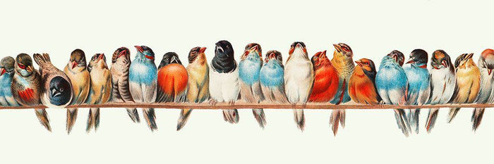 Baars van vogels (Hector Giacomelli)