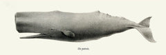 Potvis