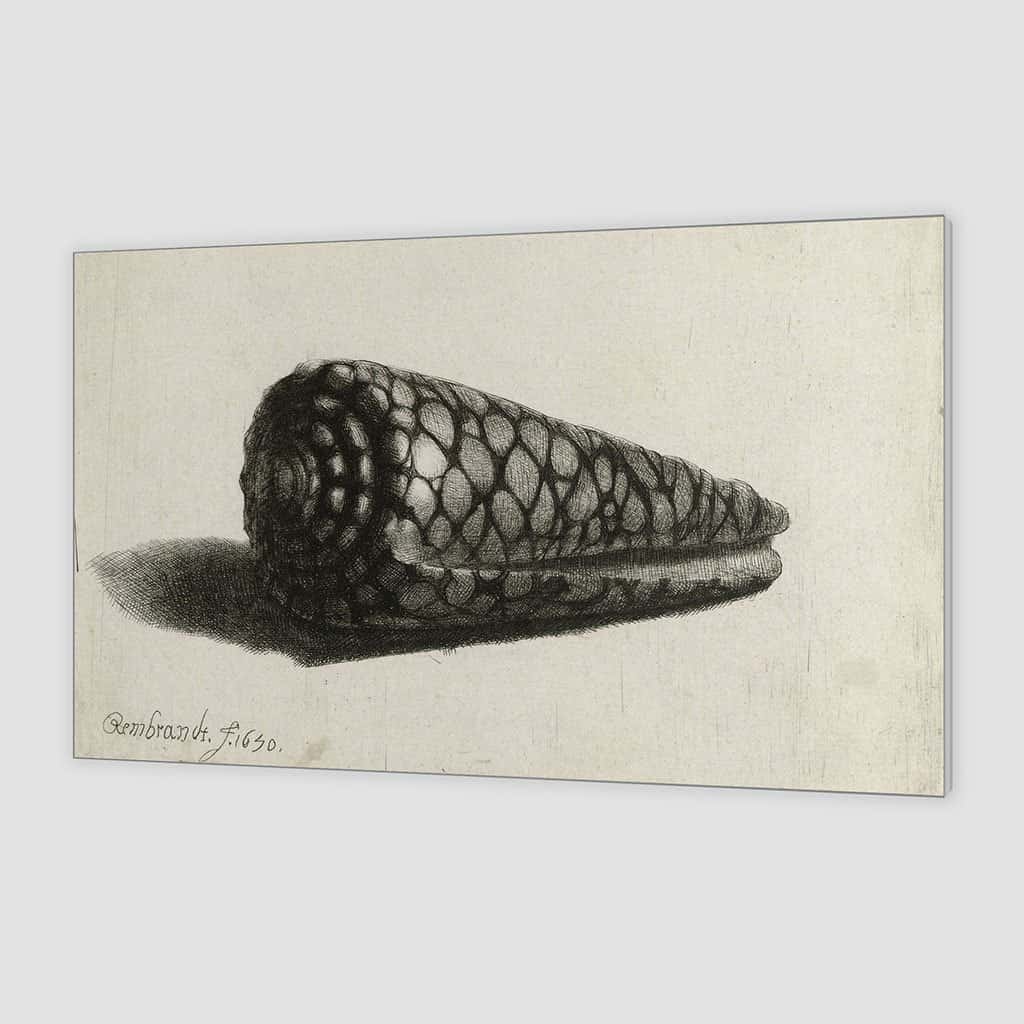 De schelp (Conus marmoreus) - Rembrandt
