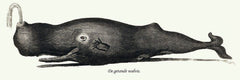 Tandwalvis