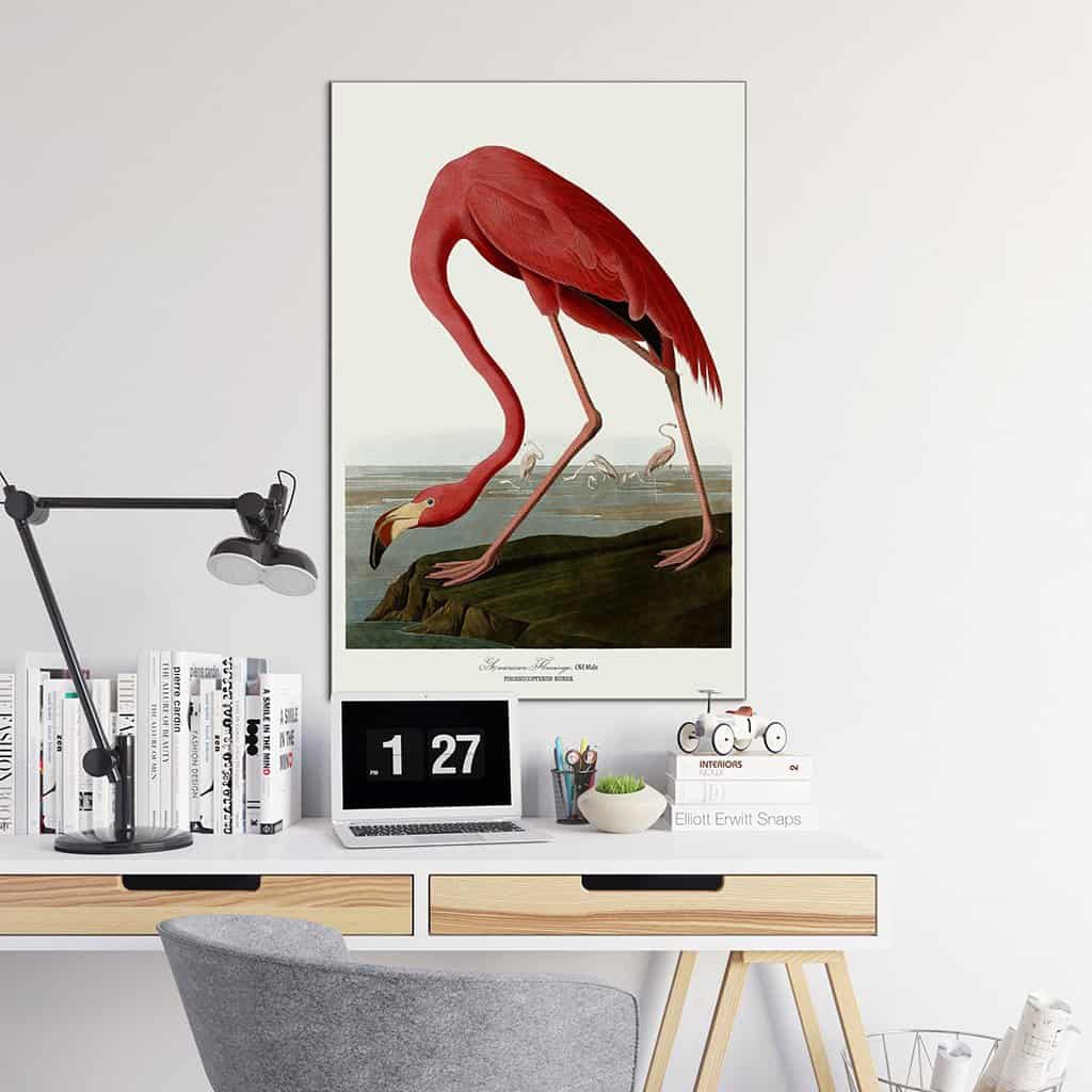 Amerikaanse Flamingo