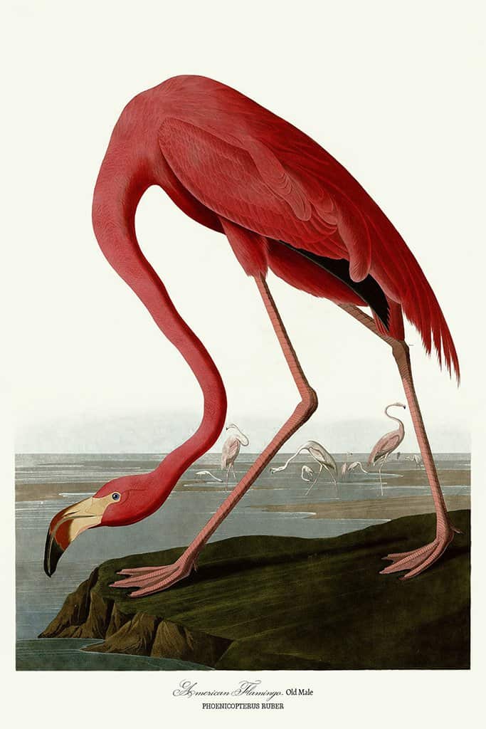 Amerikaanse Flamingo