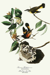 Amerikaanse Redstart