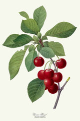 Cerisier Royal