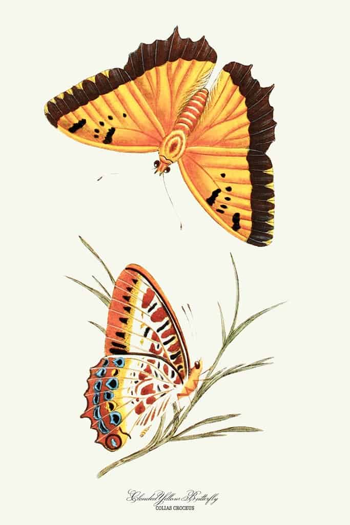Bewolkte gele vlinder