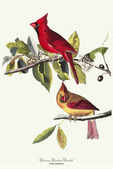 Kardinaal Grosbeak