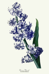 Hyacint