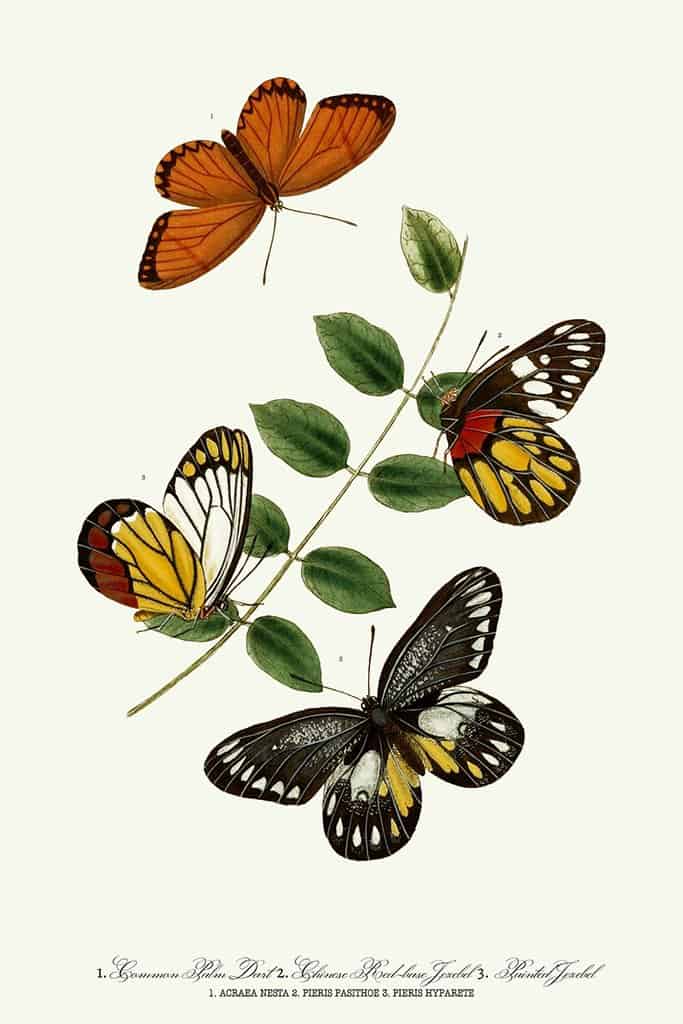 Drie Vlinders