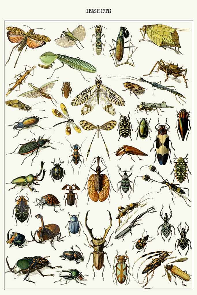 Verschillende insecten